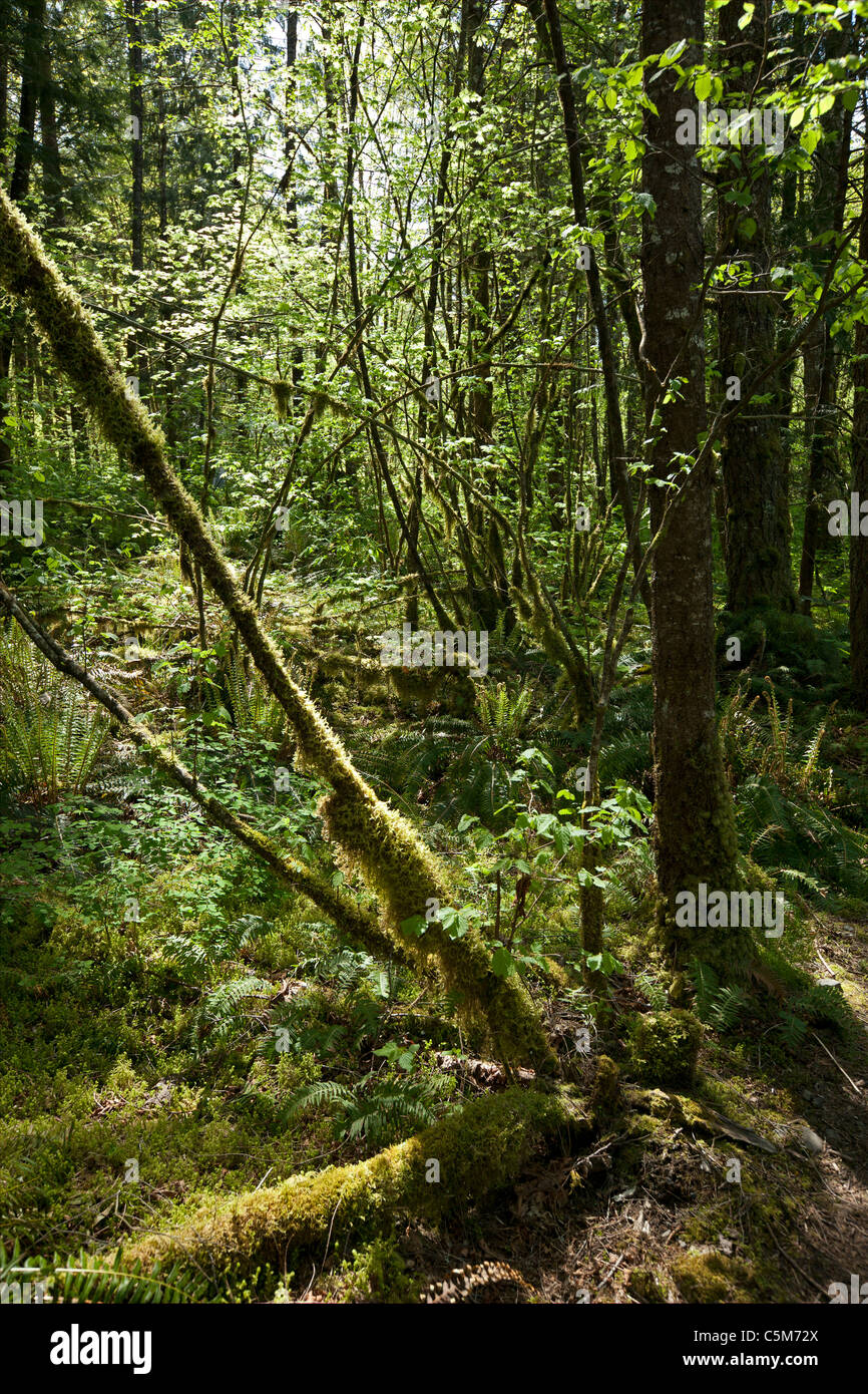 Virgin primeval rain forest by river Stock Photo