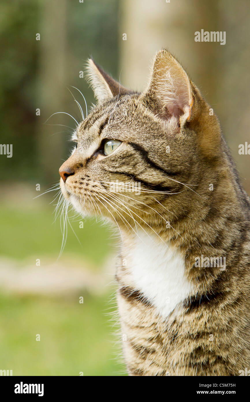 domestic cat - portrait Stock Photo - Alamy