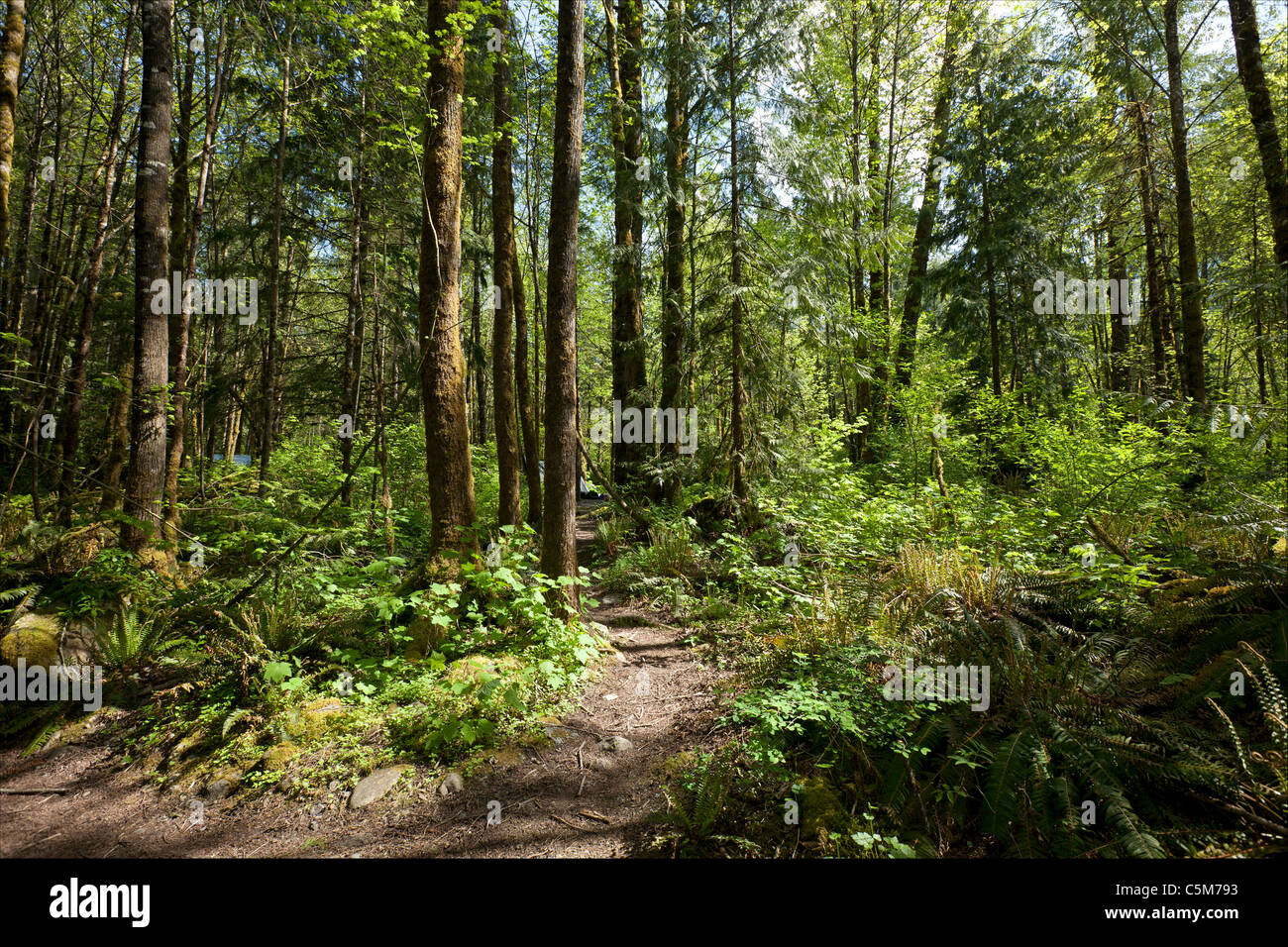 Virgin primeval rain forest with path Stock Photo