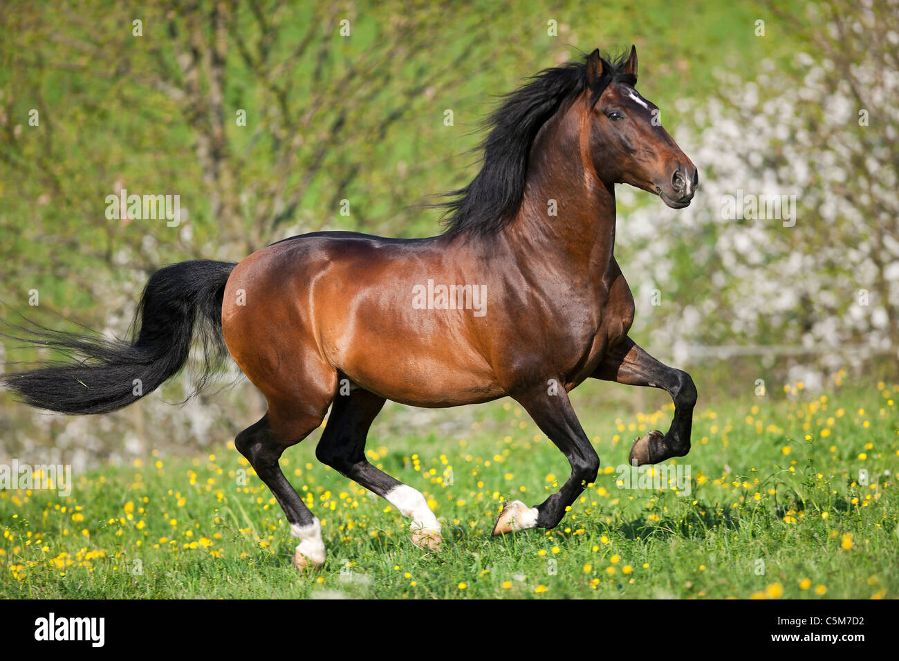 Lusitano horse on meadow Stock Photo
