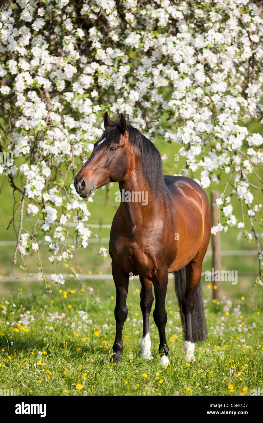 Lusitano horse - standing on meadow Stock Photo