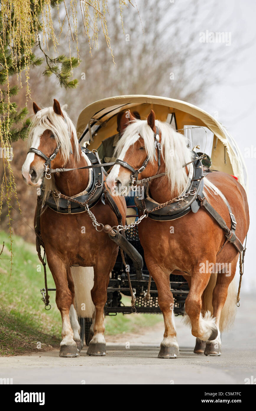 two cold-blood horses drawing carriage Stock Photo