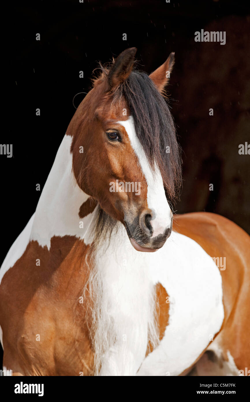 Tinker Pony horse - portrait Stock Photo: 37938983 - Alamy