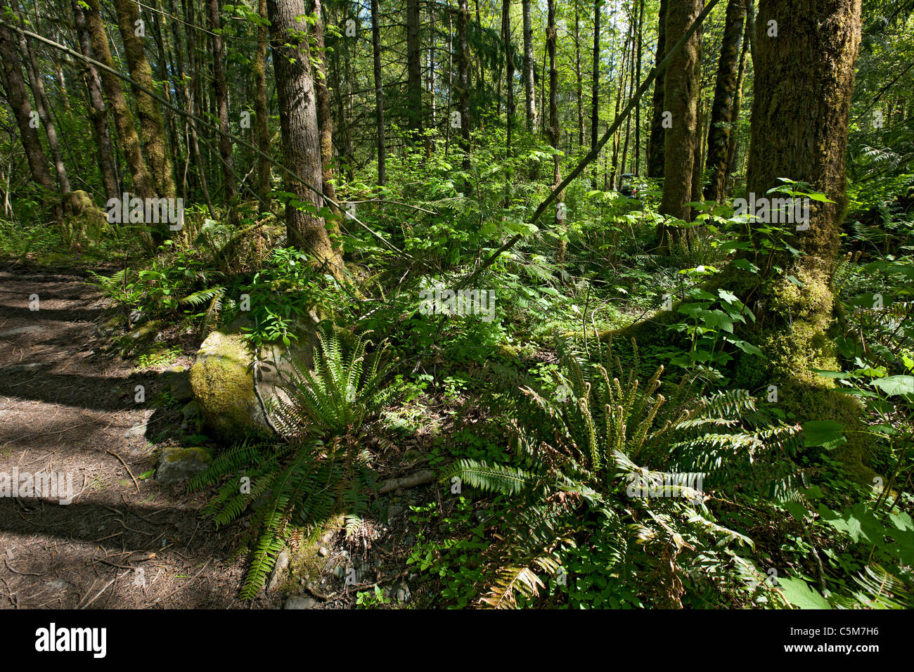 Virgin primeval rain forest by river Stock Photo