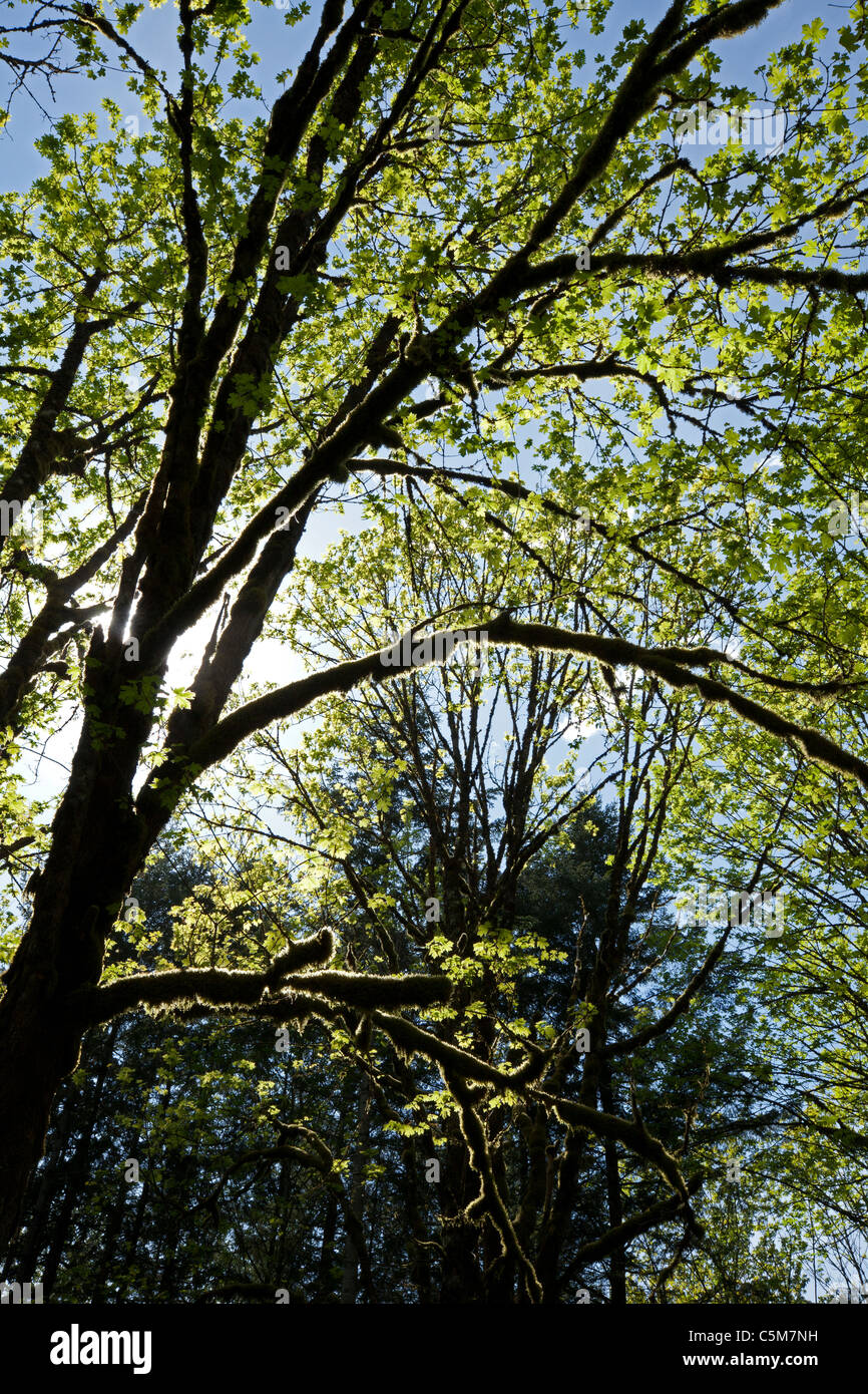 Virgin primeval rain forest Stock Photo