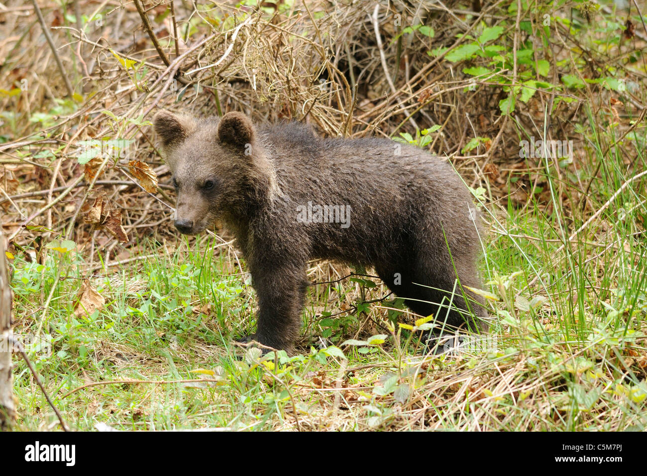 brown bear - cub standing on meadow / Ursus arctos Stock Photo - Alamy