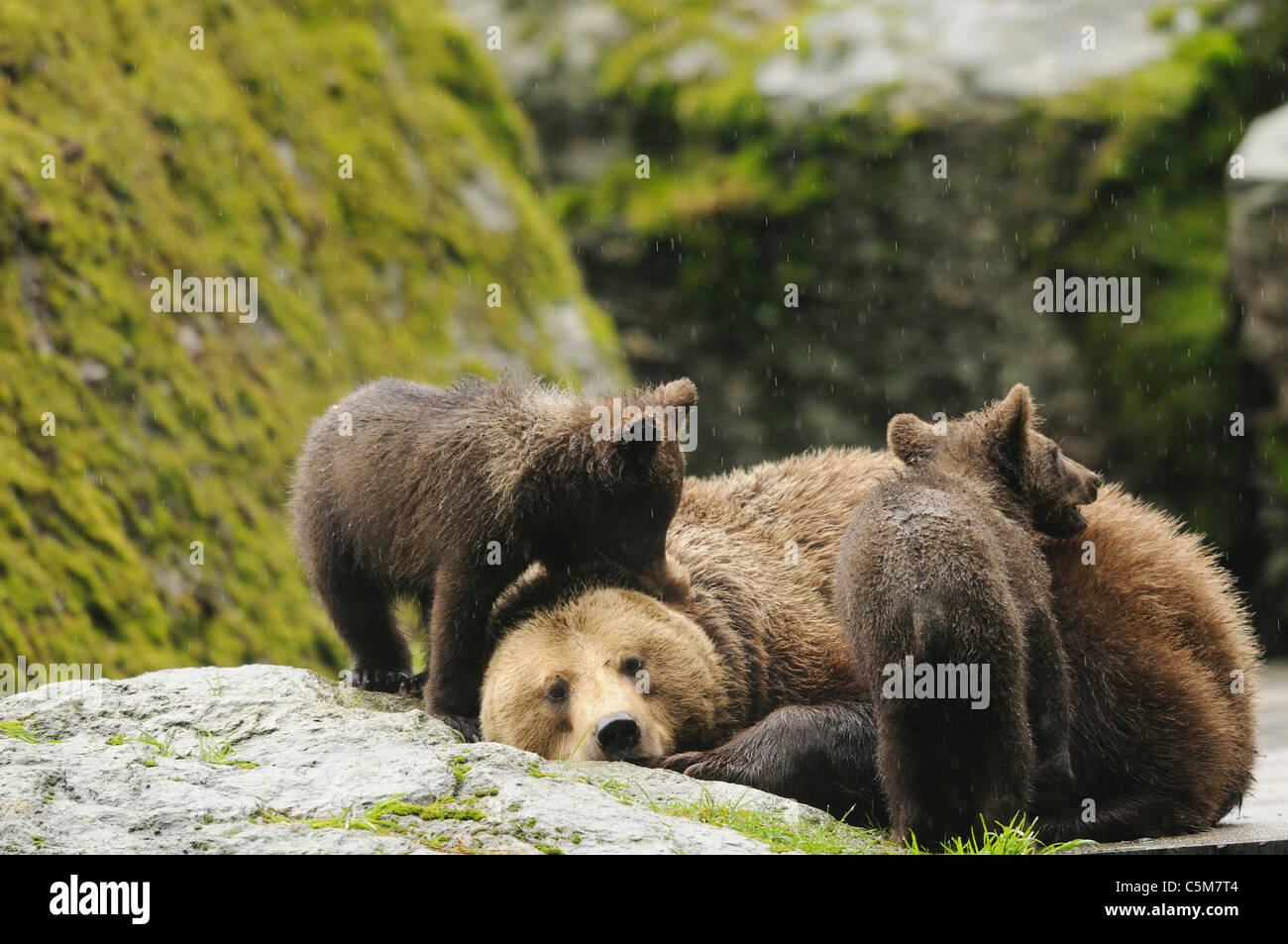 brown bear and cubs / Ursus arctos Stock Photo - Alamy