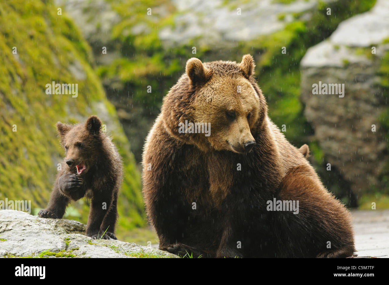 brown bear and cub / Ursus arctos Stock Photo - Alamy
