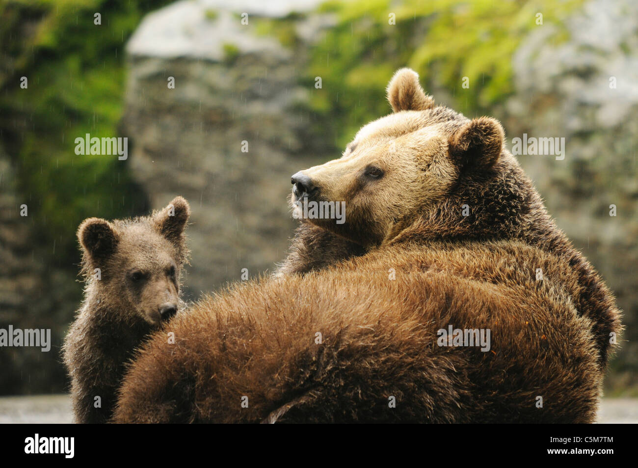 brown bear and cub / Ursus arctos Stock Photo - Alamy