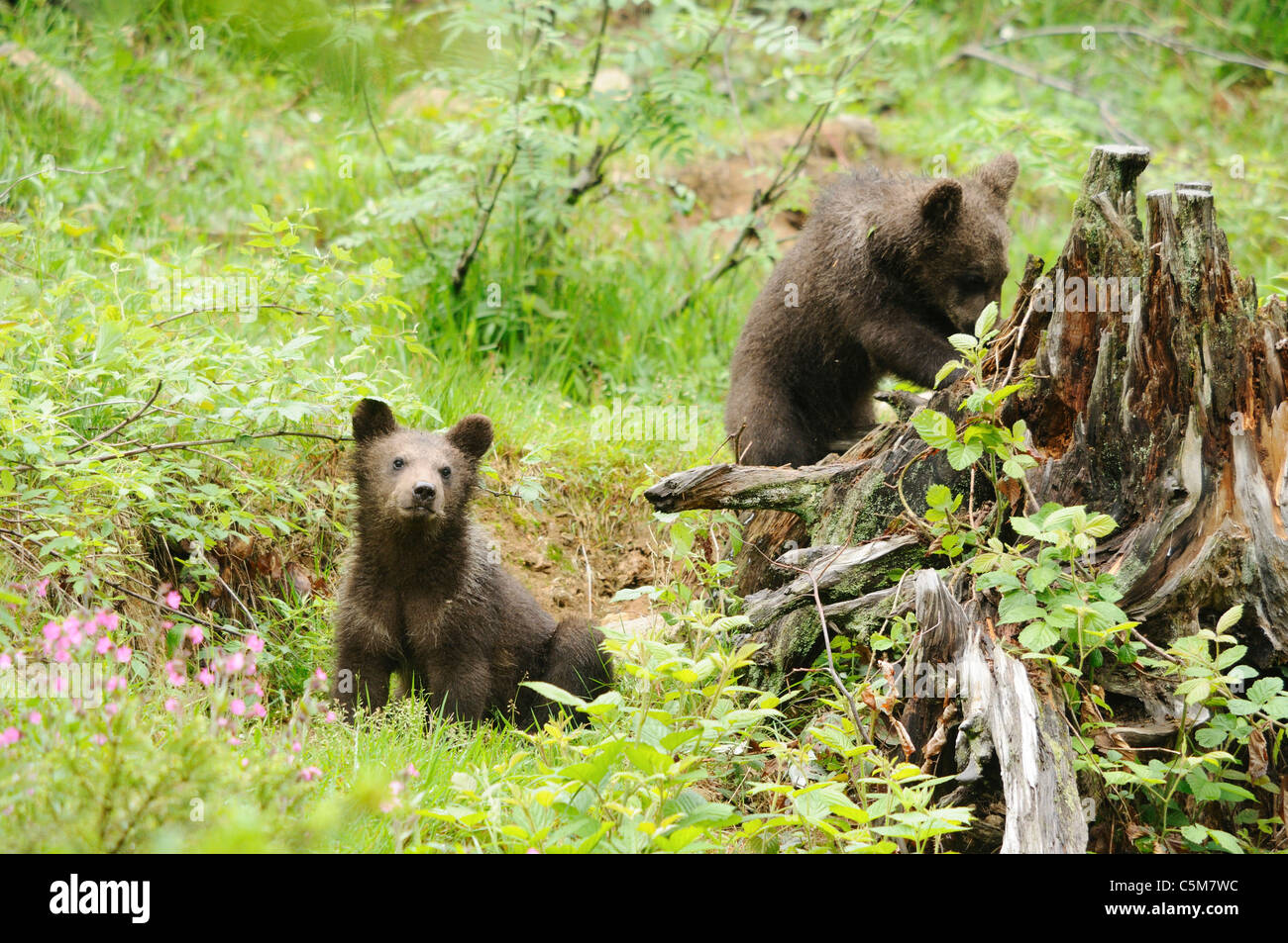 brown bear - two cubs / Ursus arctos Stock Photo - Alamy