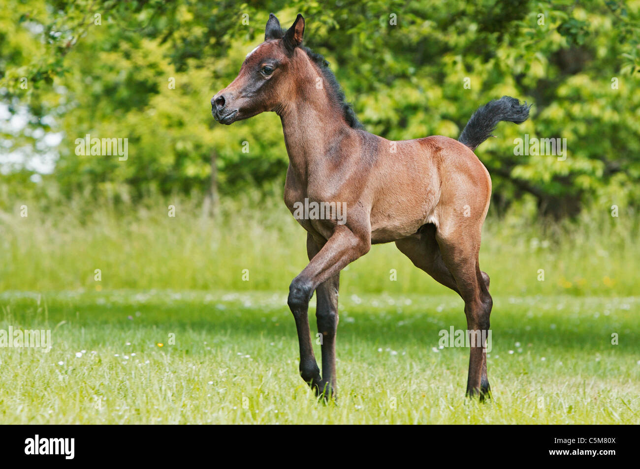 Arabian horse - foal on meadow Stock Photo - Alamy