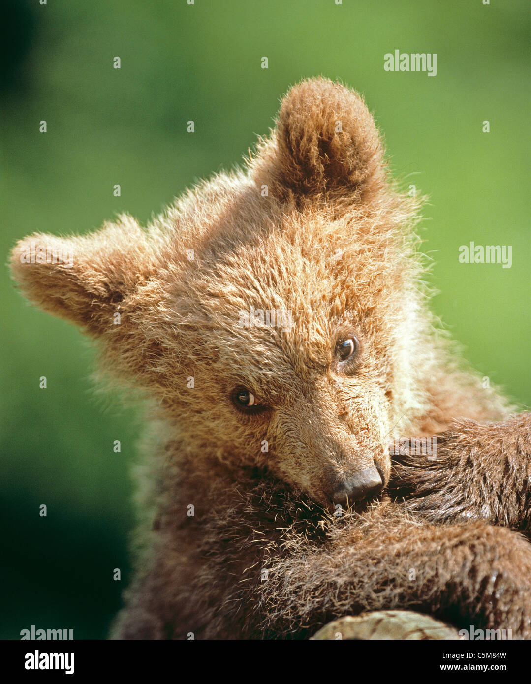 brown bear - cub / Ursus arctos Stock Photo - Alamy