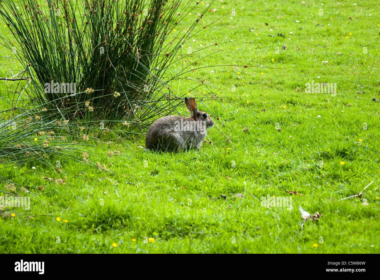 Brown Rabbit sitting in a Field Stock Photo