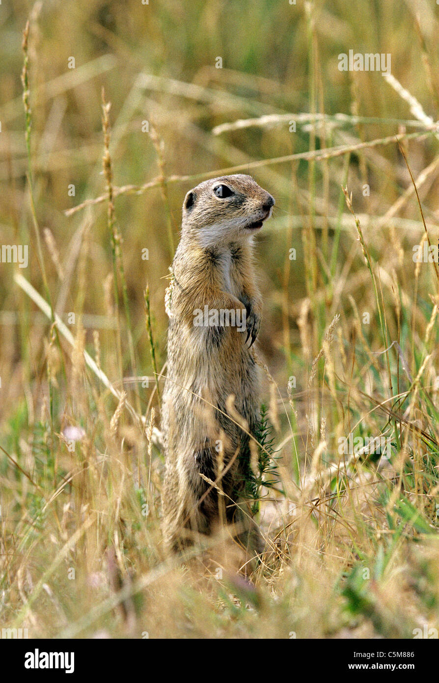 European ground squirrel - standing on meadow / Spermophilus citellus Stock Photo