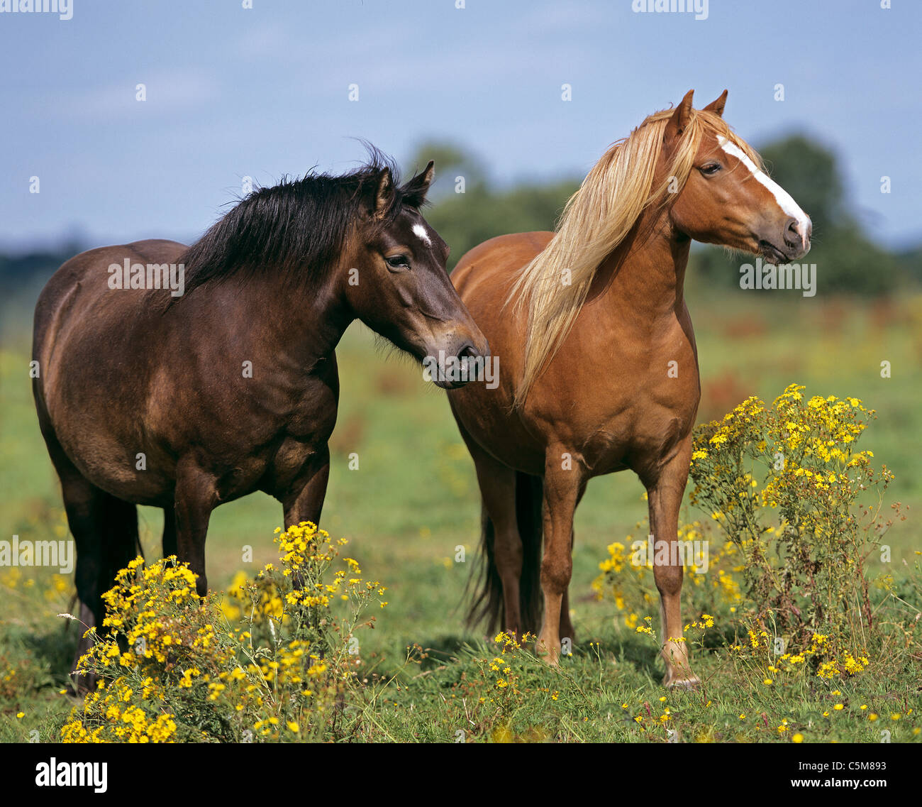 two Dartmoor Pony horses standing on meadow Stock Photo Alamy