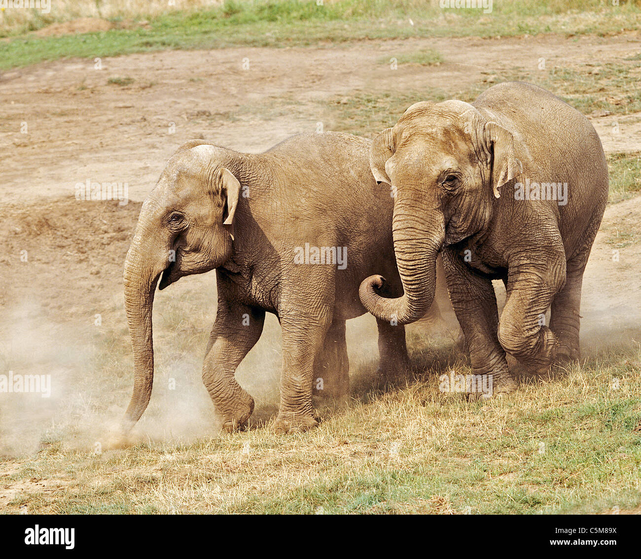 Two Asiatic elephants / Elephas maximus Stock Photo