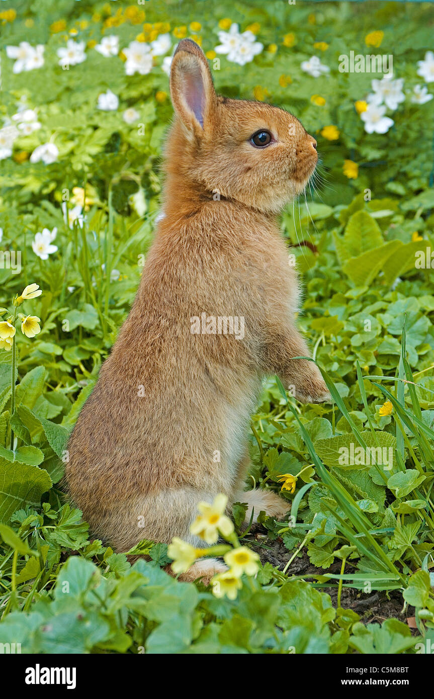 dwarf rabbit - standing Stock Photo - Alamy