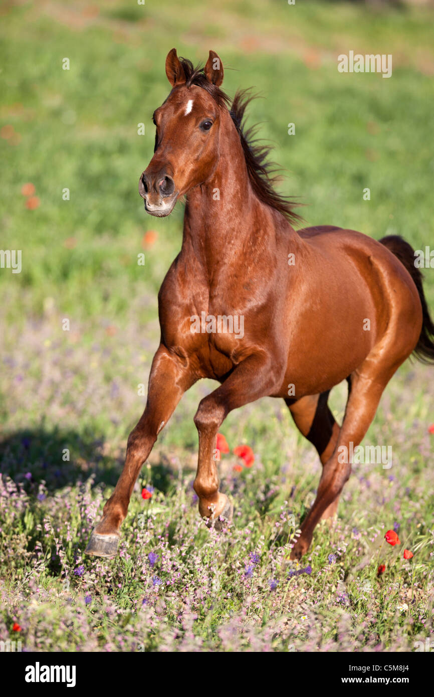 Arabian horse - galloping on meadow Stock Photo