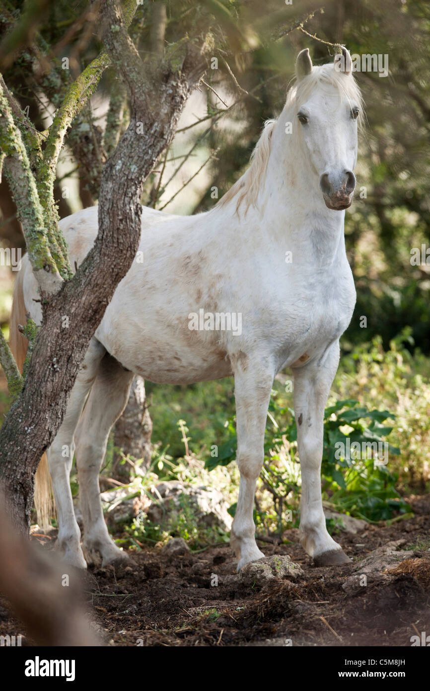 Arabian horse - standing Stock Photo