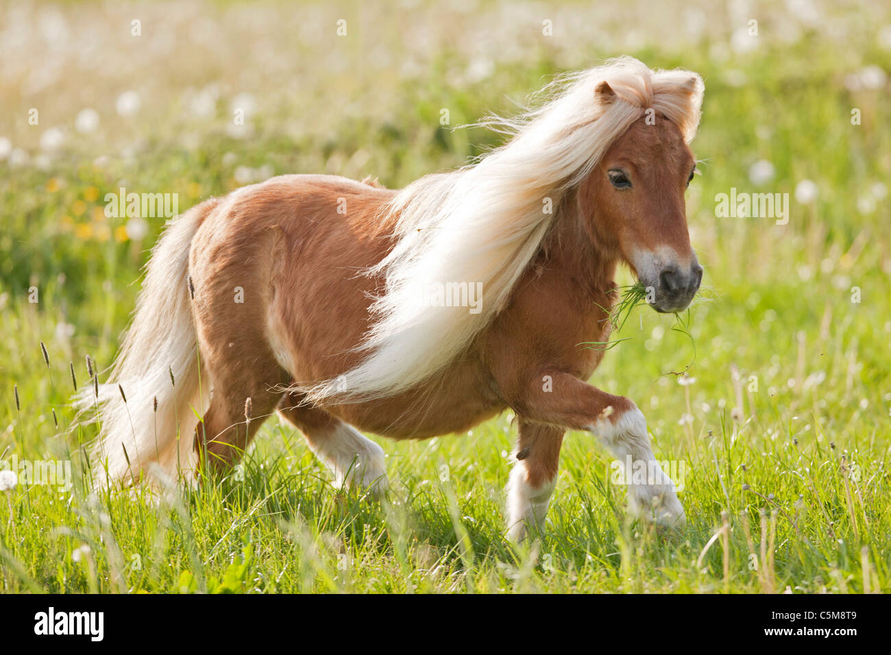 Falabella miniature horse. Chestnut gelding trotting on a meadow Stock Photo