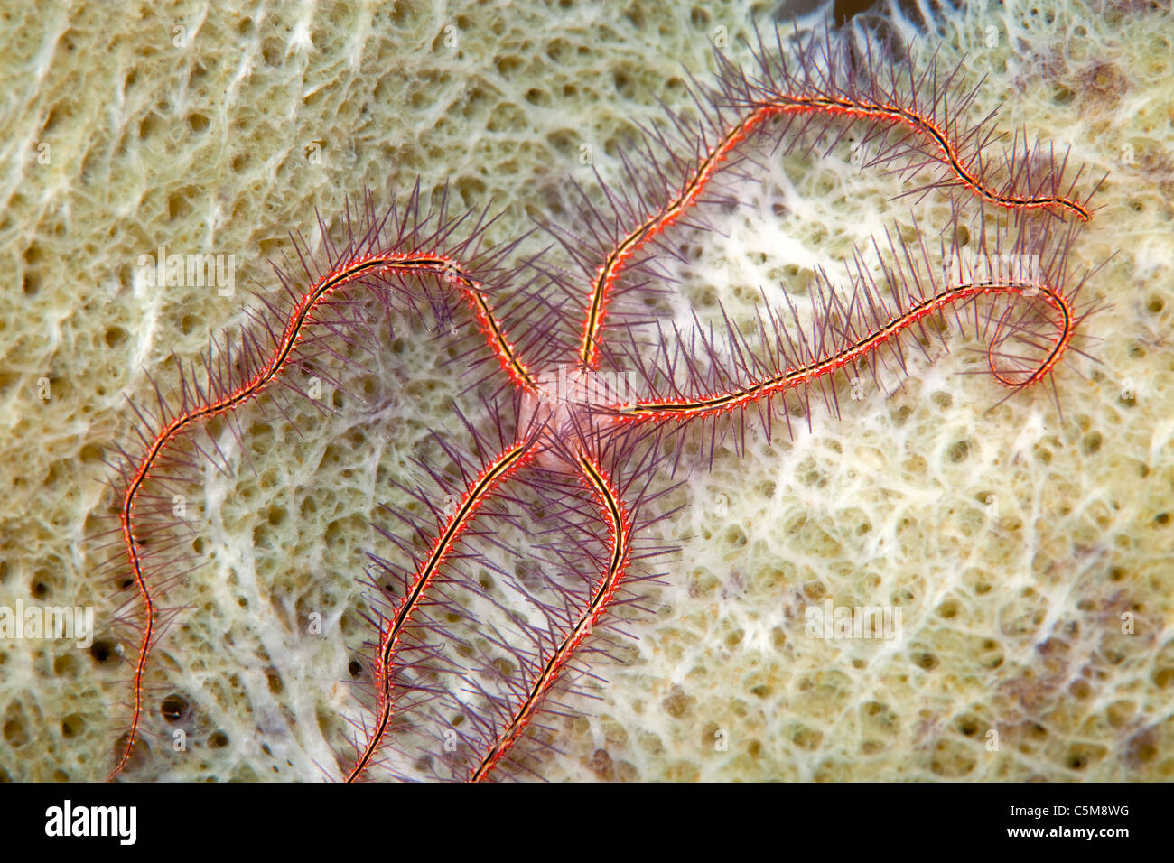 A sponge brittle star (Ophiothrix suensonii). Taken at Roatan, a tropical island off the coast of Honduras. Stock Photo