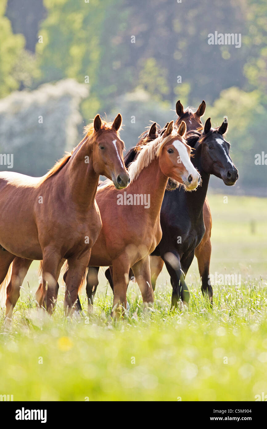 warm-blood horses - herd on meadow Stock Photo