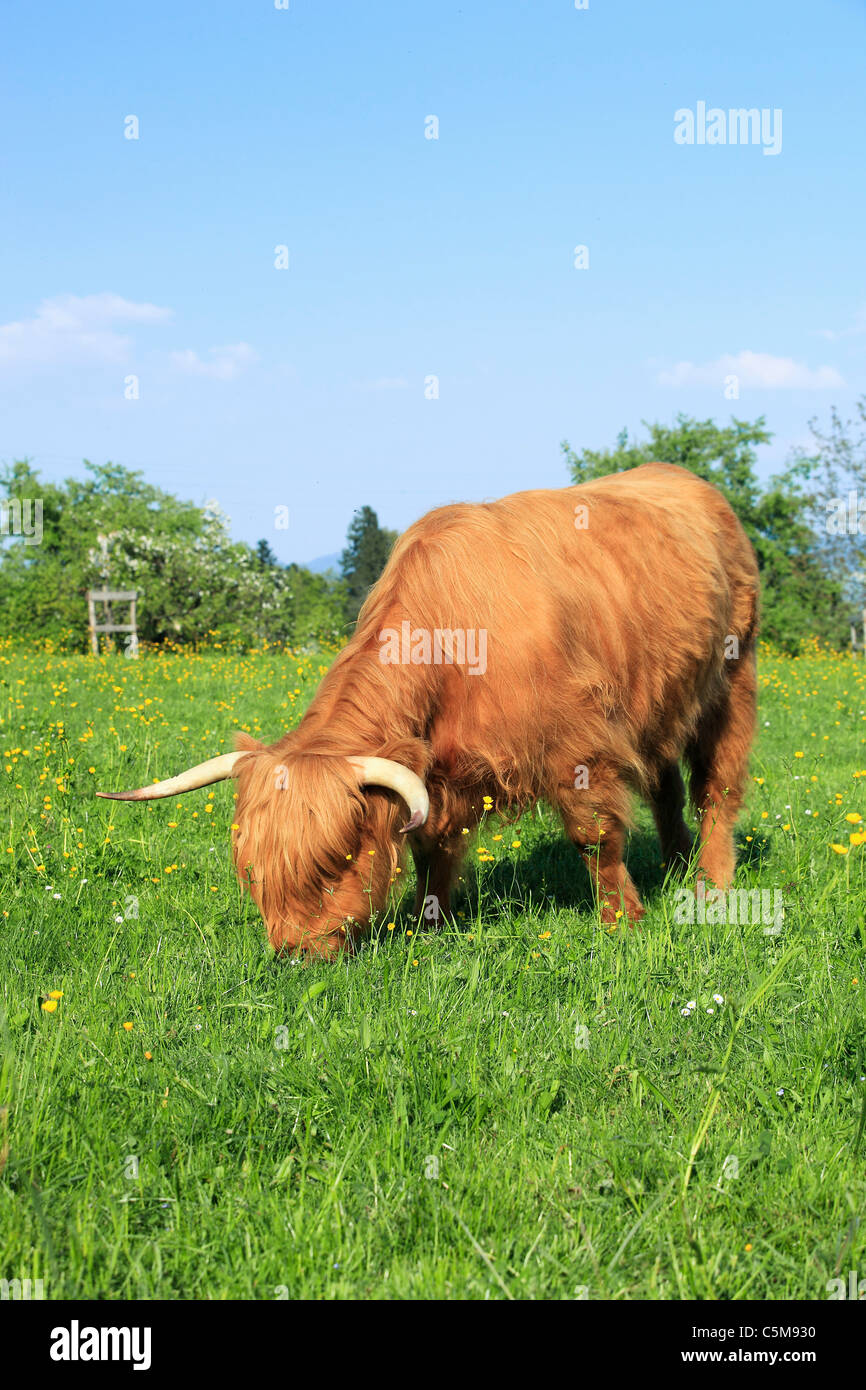 Highland Cattle - standing on meadow Stock Photo - Alamy