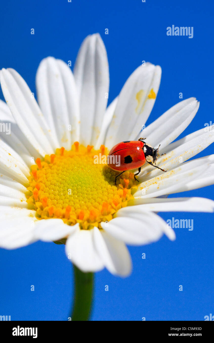 two-spotted ladybug (Adalia bipunctata) on blossom Stock Photo