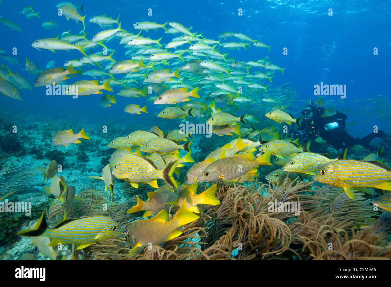 Underwater photographer and schooling fish, Florida Keys National Marine Sanctuary Stock Photo