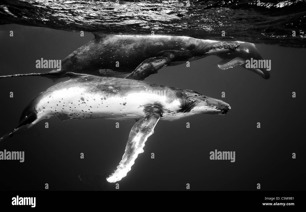 Underwater view of Humpback whales (Megaptera novaeangliae).  These Southern Hemisphere humpbacks migrate and breed in the warme Stock Photo