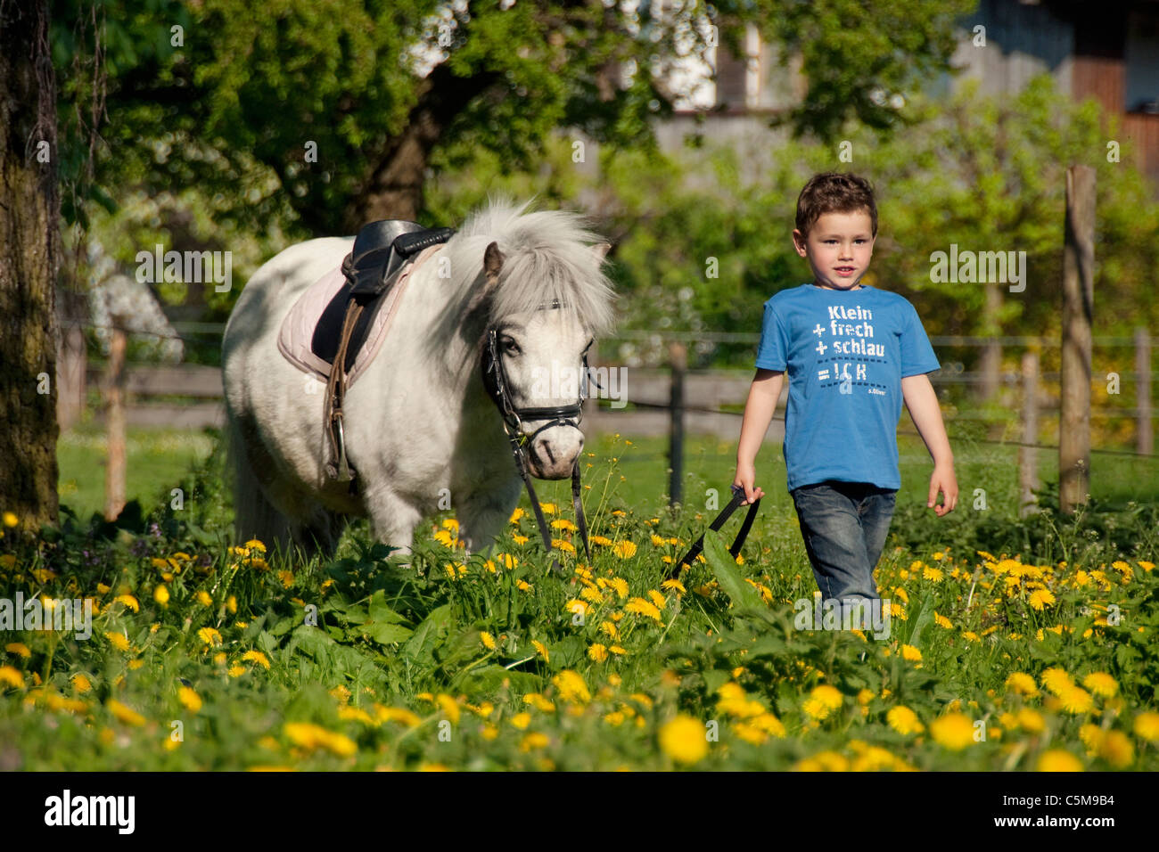 boy and Shetland pony horse - walking on meadow Stock Photo