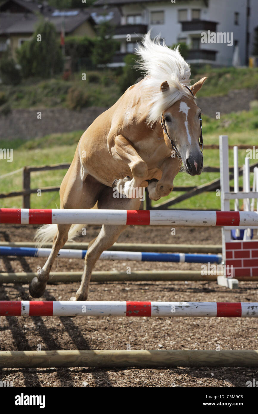 Haflinger horse jumping over hurdle Stock Photo Alamy