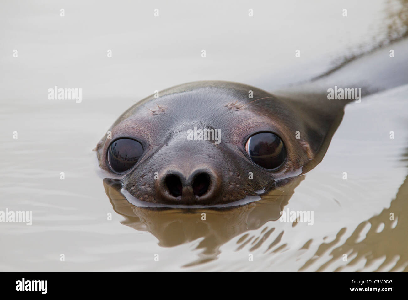 Hooded Seal - cub / Cystophora cristata Stock Photo