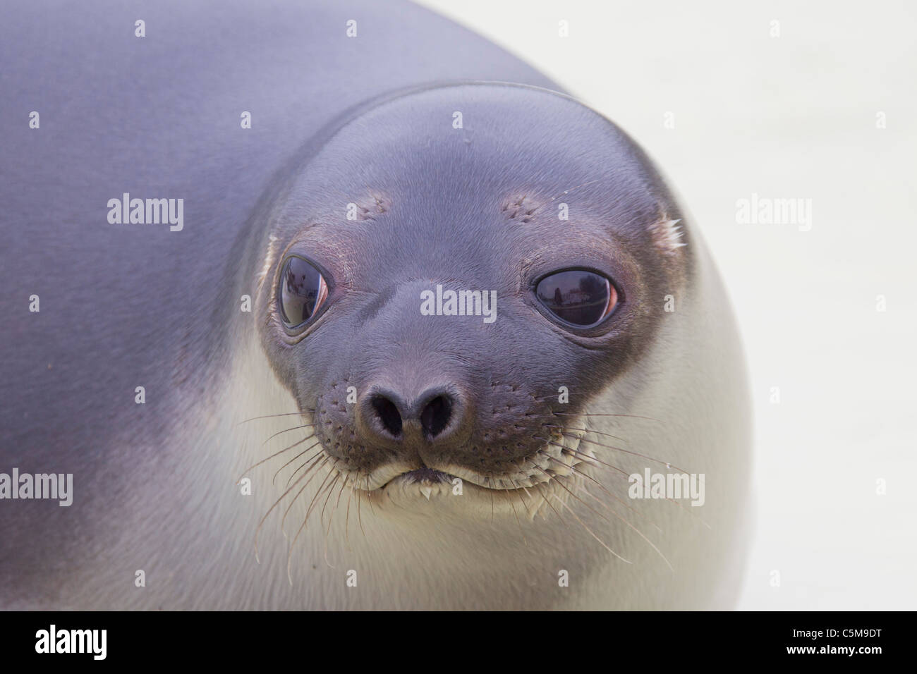 Hooded Seal - cub / Cystophora cristata Stock Photo