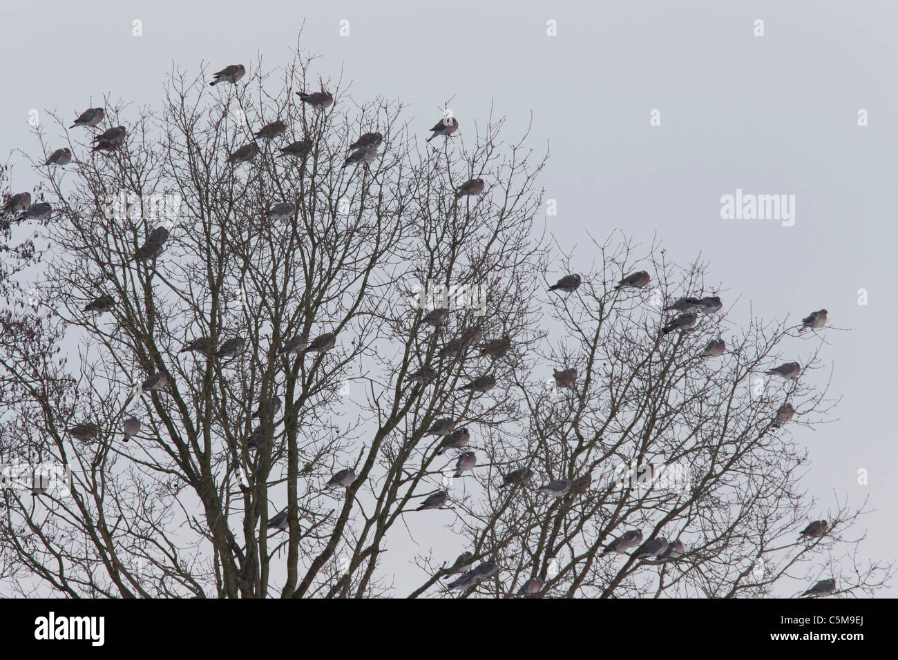 Common Wood Pigeons on tree / Columba palumbus Stock Photo
