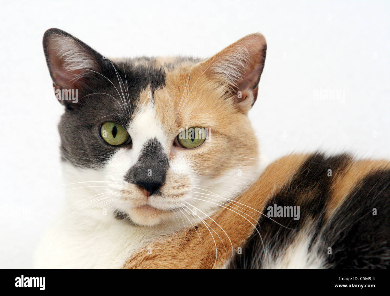 domestic cat portrait Stock Photo - Alamy