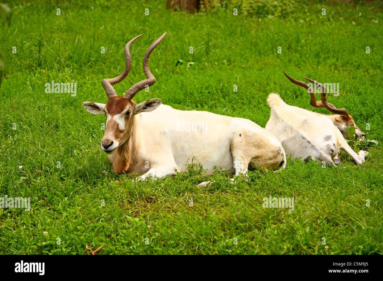 White antelope hires stock photography and images Alamy