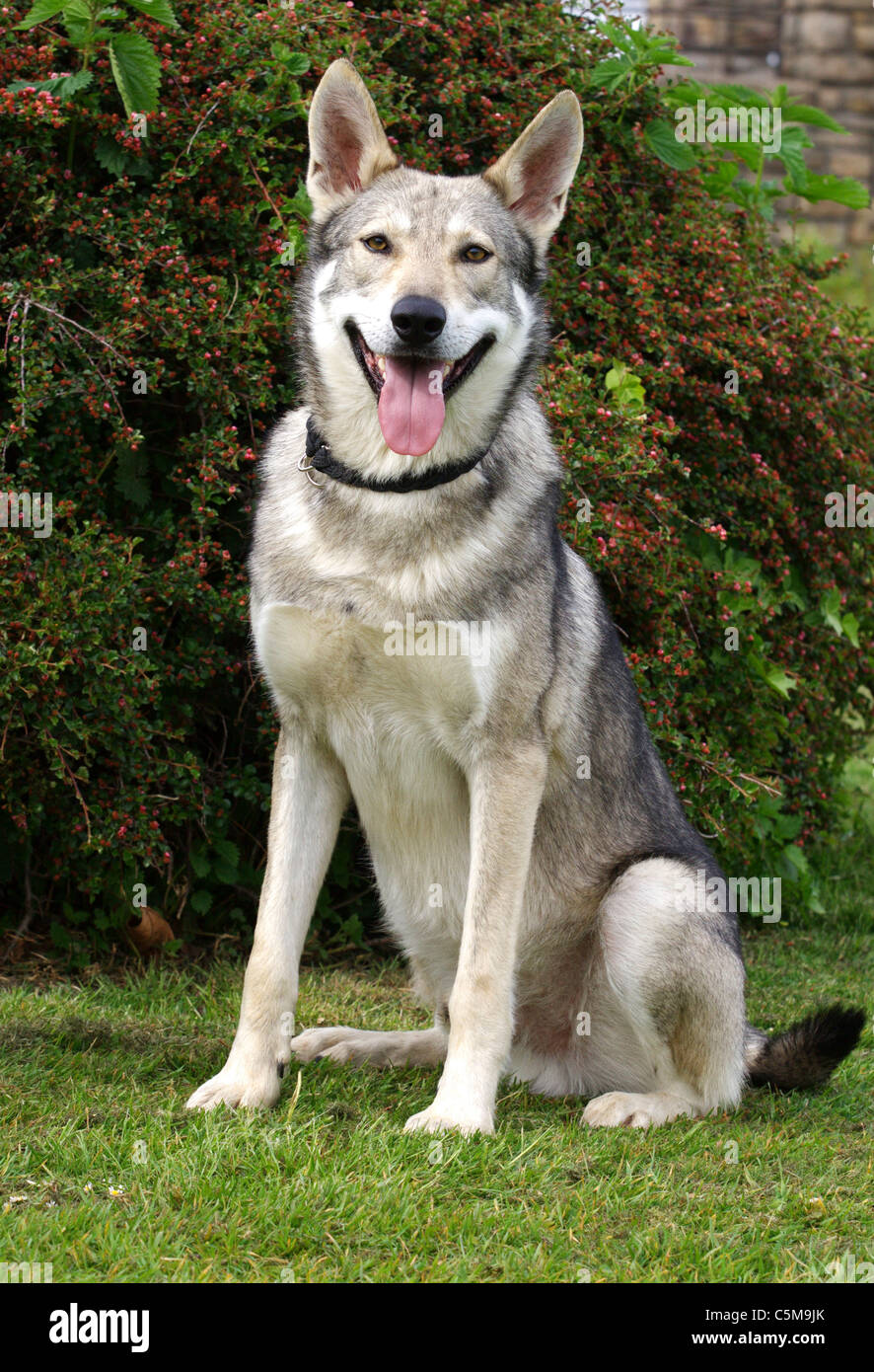 Saarlooswolfhond - sitting on meadow Stock Photo