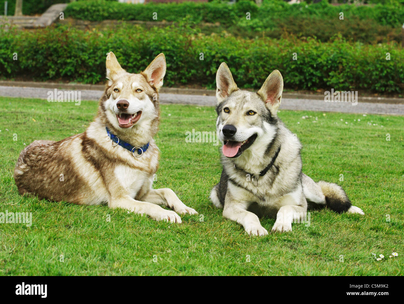 two Saarlooswolfhond dogs - lying on meadow Stock Photo