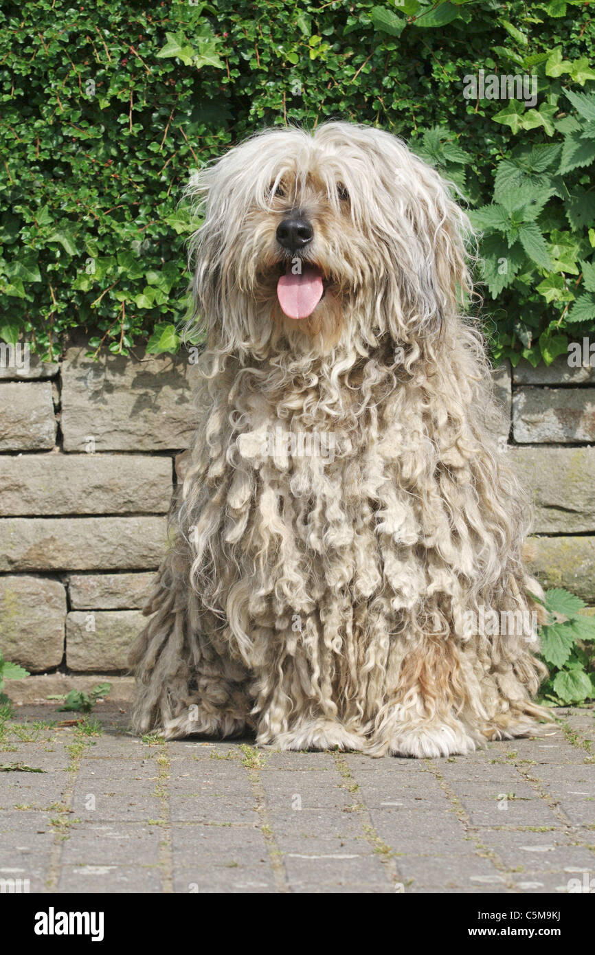 Bergamasco dog - sitting Stock Photo