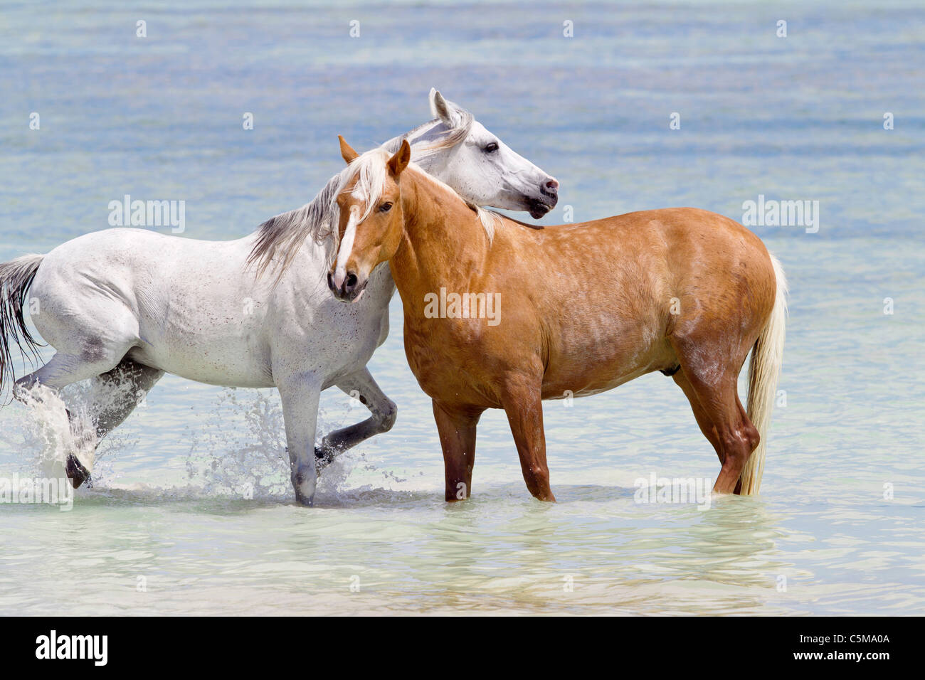 arabian-horse-and-barb-horse-standing-in-water-stock-photo-alamy