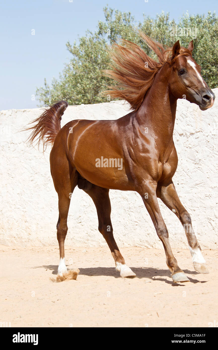 Arabian Horses Running High Resolution Stock Photography And Images Alamy