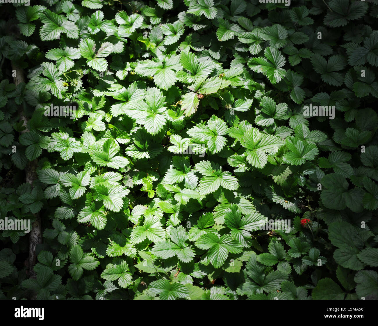 Wild strawberries in the woods Stock Photo - Alamy