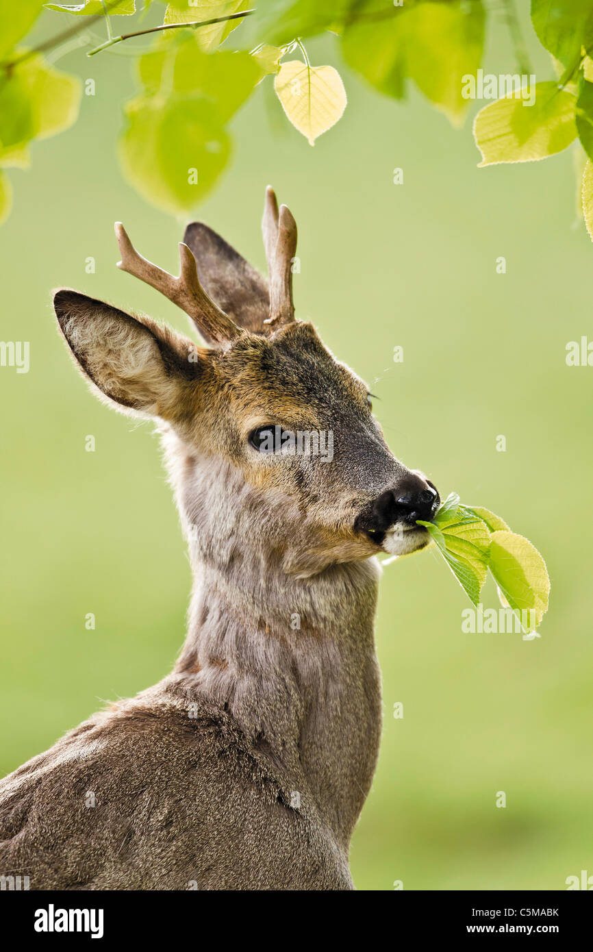 European Roe deer (Capreolus capreolus). Buck eating Lime leaves Stock
