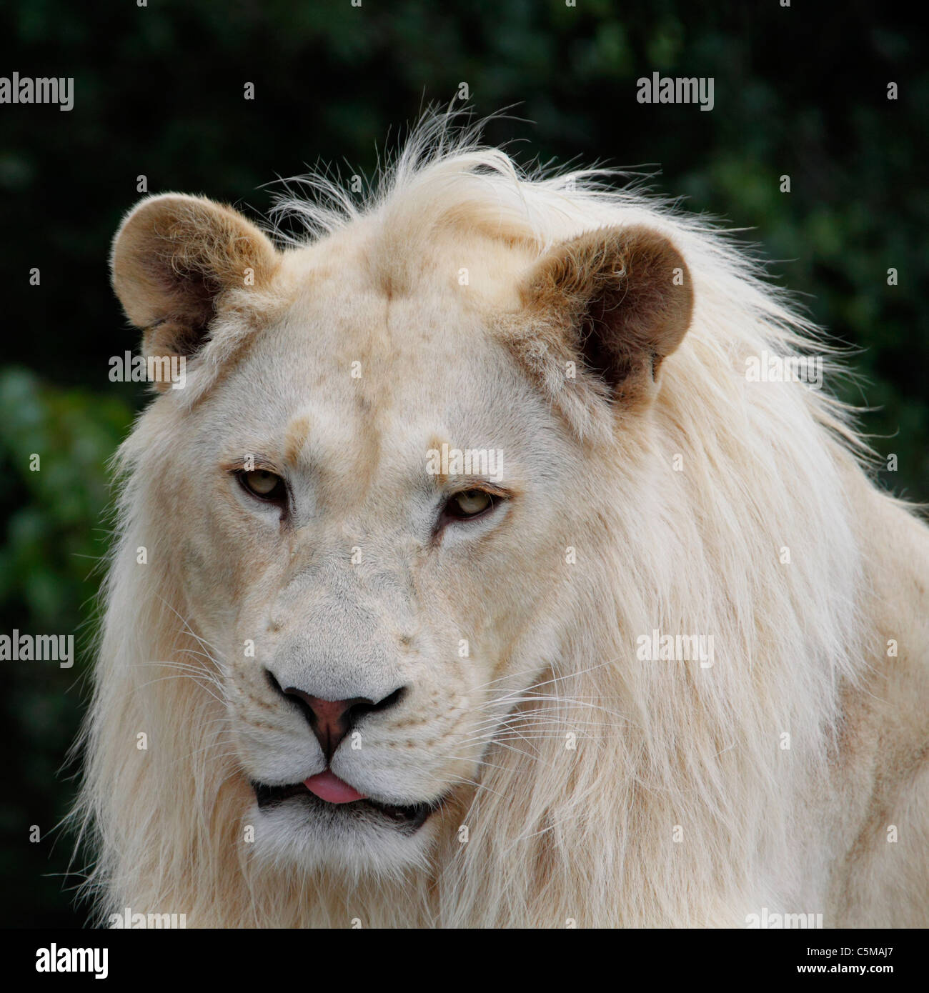white african lion Stock Photo
