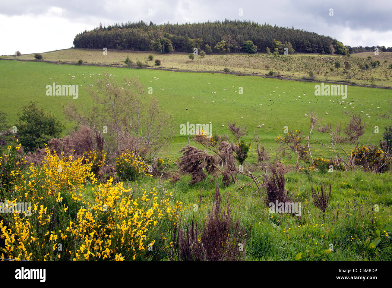 Peelables Spring Peebles scotland spring hi-res stock photography and images - Alamy