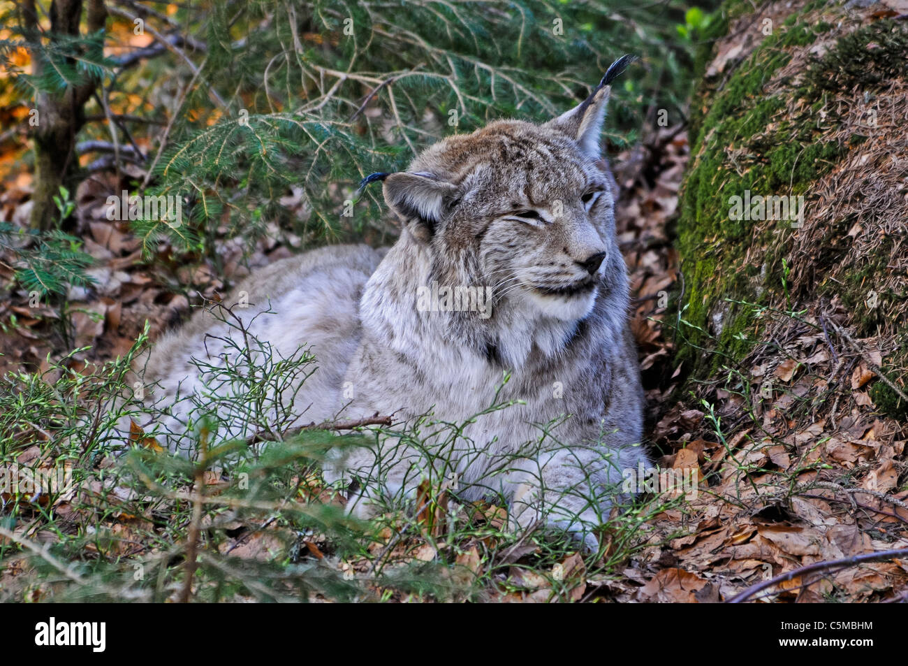 Eurasian Lynx, Lynx lynx, in a natural environment Stock Photo