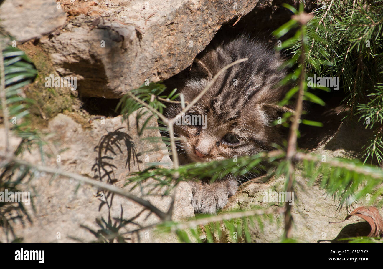 Young european wildcat, Felis silvestris, exploring the environment Stock Photo