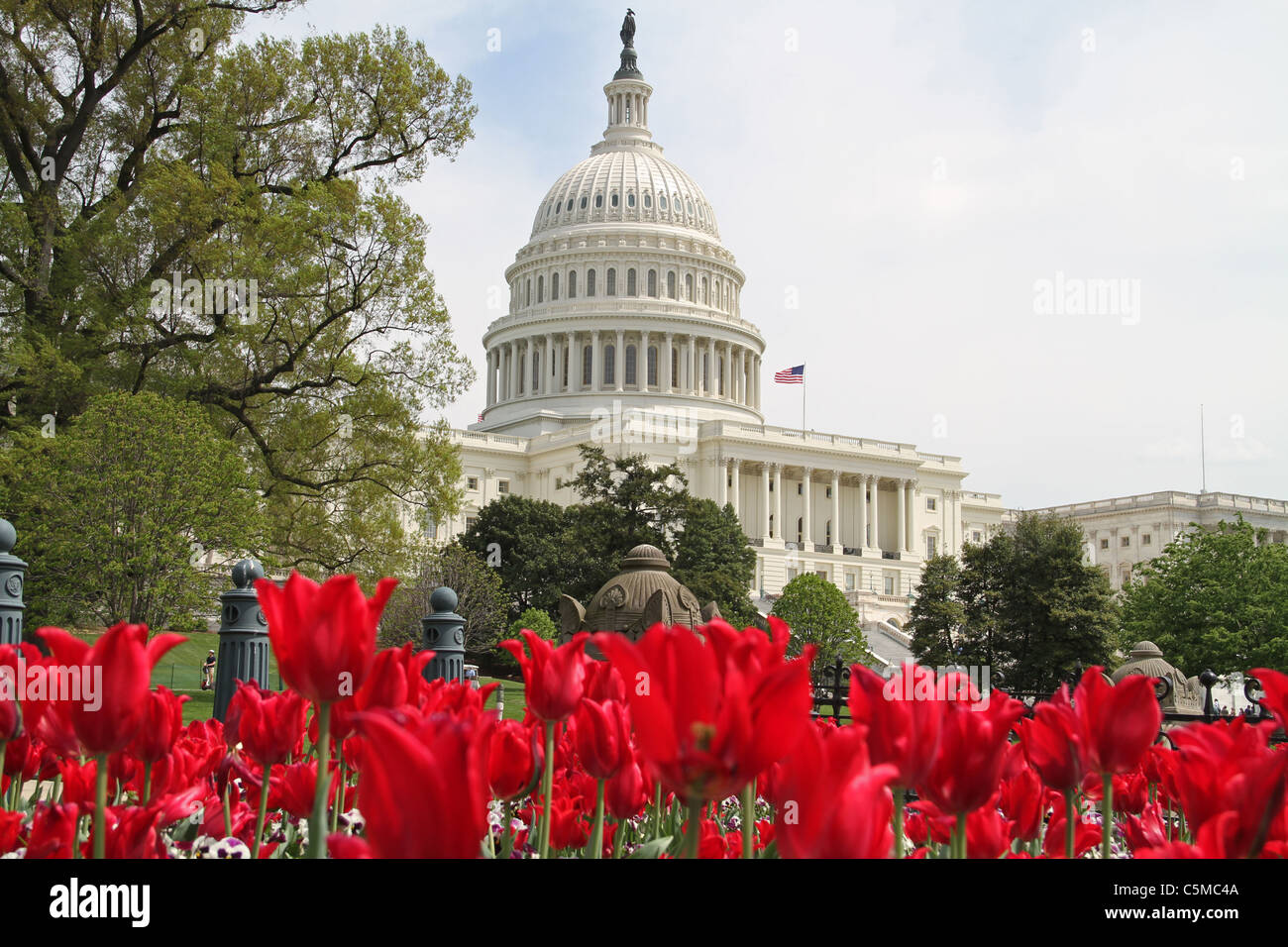 United States Capitol building and tulips Spring time Washington DC USA Stock Photo