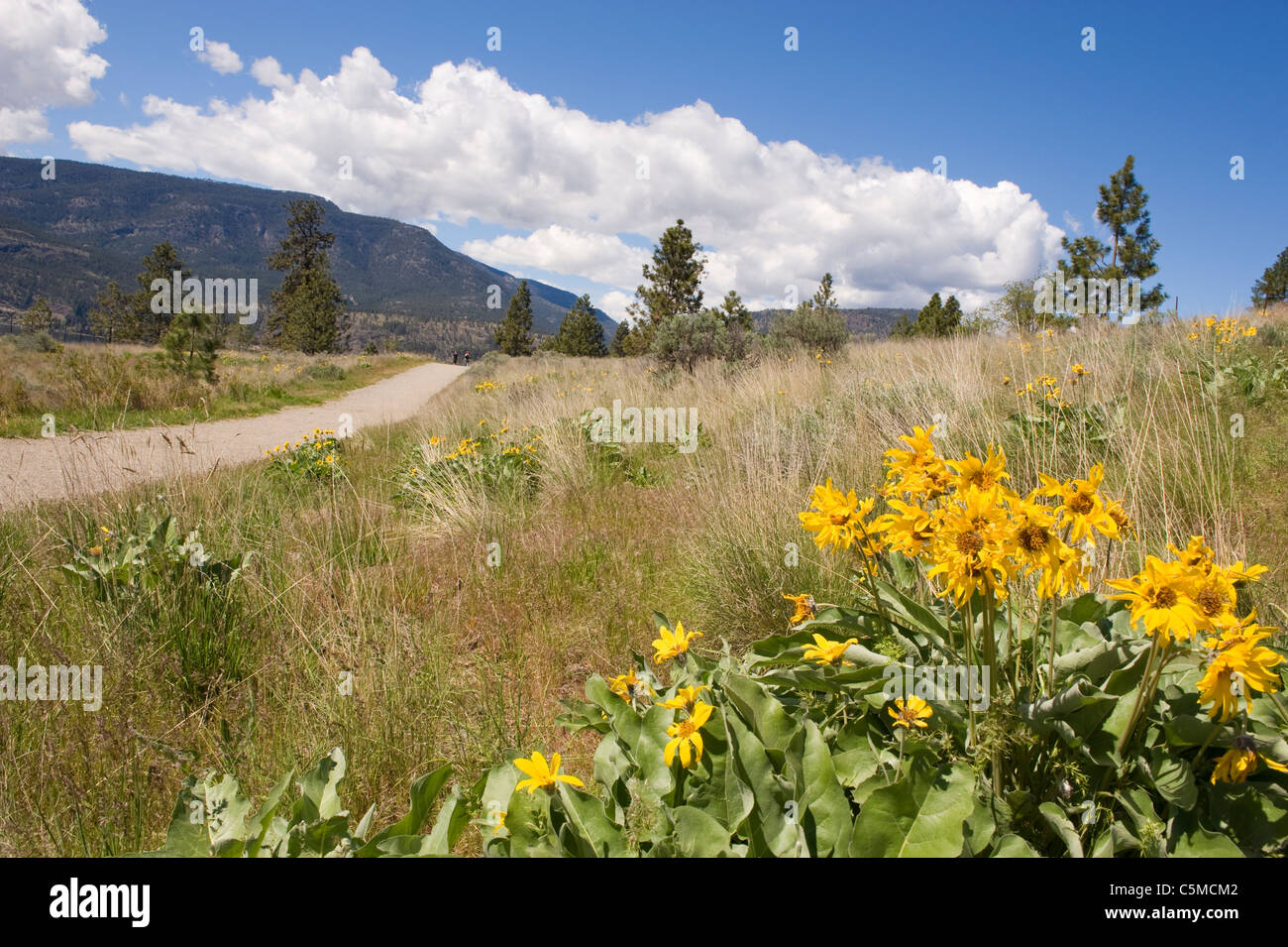 Okanagan wild flowers hires stock photography and images Alamy